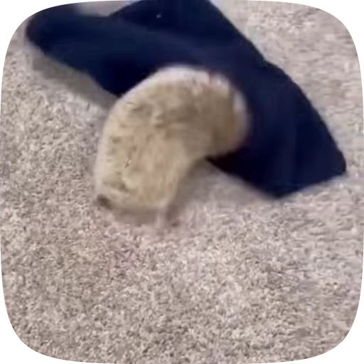 😡 Стикер «Hedgehogs» для Telegram