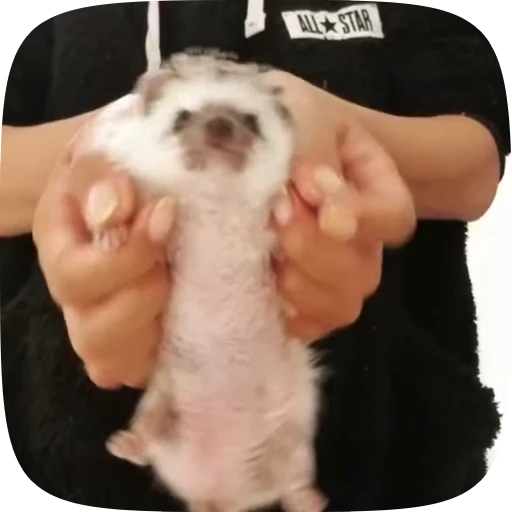 💃 Стикер «Hedgehogs» для Telegram