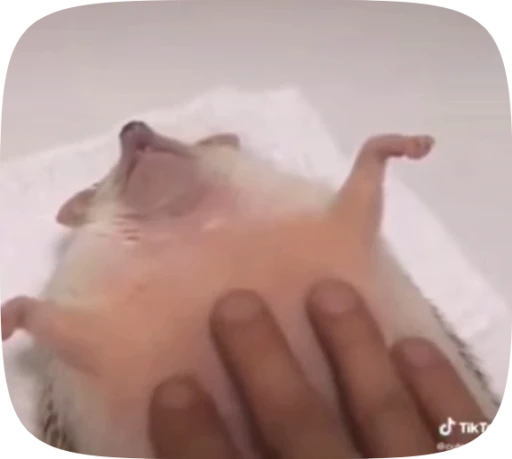 💆 Стикер «Hedgehogs» для Telegram
