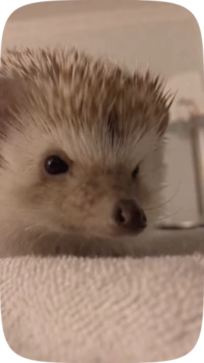 😢 Стикер «Hedgehogs» для Telegram