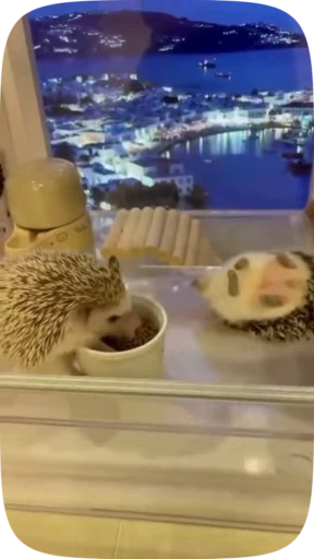 😳 Стикер «Hedgehogs» для Telegram