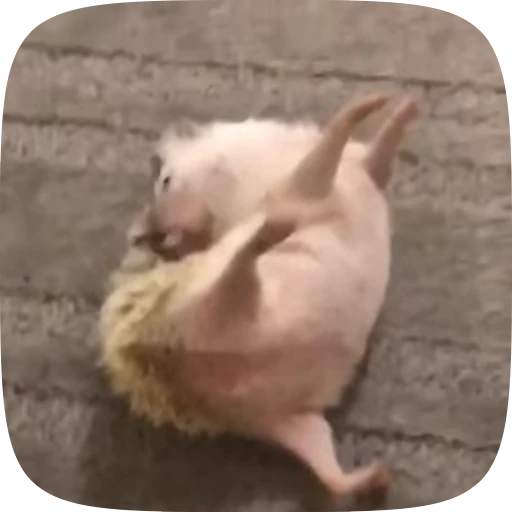 😱 Стикер «Hedgehogs» для Telegram