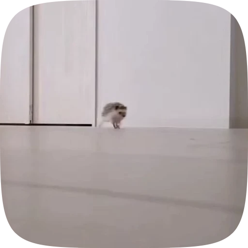 🏃 Стикер «Hedgehogs» для Telegram