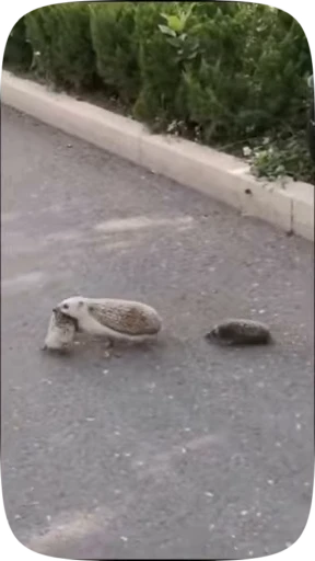 👨‍👩‍👦 Стикер «Hedgehogs» для Telegram