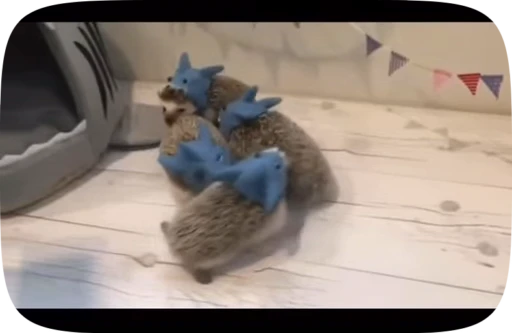 🙈 Стикер «Hedgehogs» для Telegram