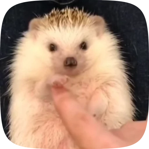 Стикерпак Hedgehogs для Telegram