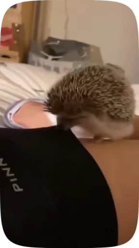 😵 Стикер «Hedgehogs» для Telegram