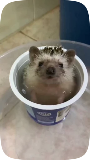 😶 Стикер «Hedgehogs» для Telegram