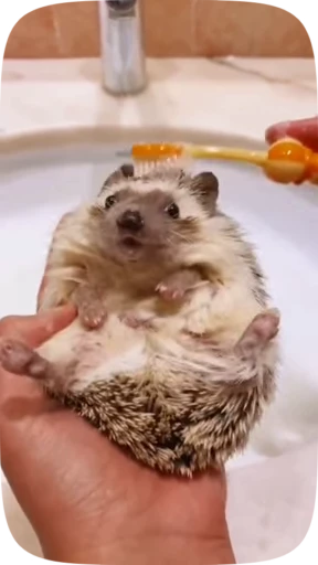 😮‍💨 Стикер «Hedgehogs» для Telegram