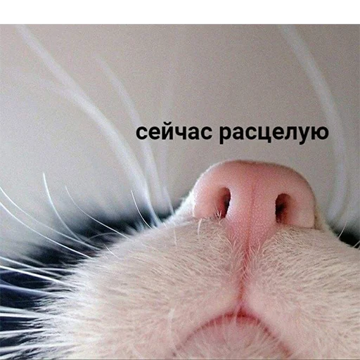 ✨ Стикер «Mav~» для Telegram