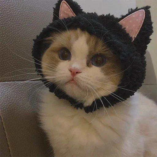 🐱 Стикер «Mav~» для Telegram
