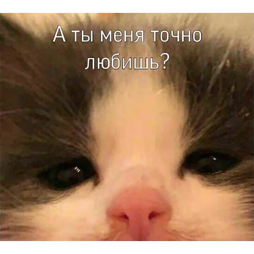 🐱 Стикер «Mav~» для Telegram