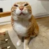 Стикер 24 Ultimate Memes