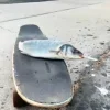 Стикер 58 Ultimate Memes