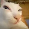 Стикер 27 Ultimate Memes