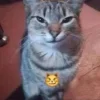 Стикер 28 Ultimate Memes