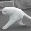 Стикер 38 Ultimate Memes