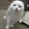 Стикер 39 Ultimate Memes
