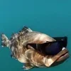 Стикер 59 Ultimate Memes