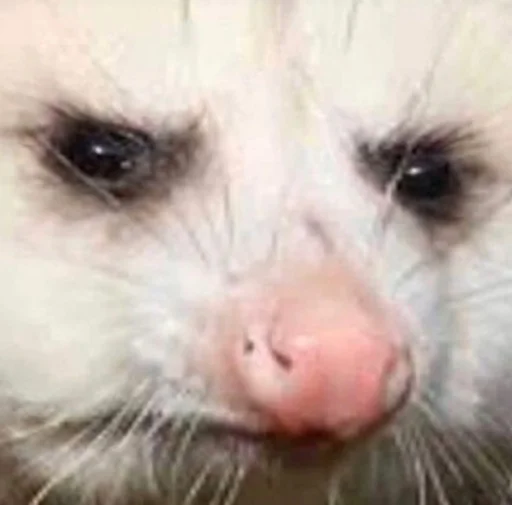 😐 Стикер «Hehehehehehehehe» для Telegram