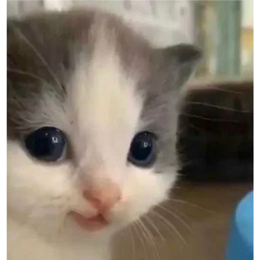😺 Стикер «хехе» для Telegram