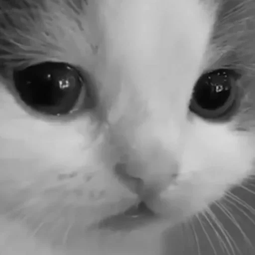 😿 Стикер «хехе» для Telegram