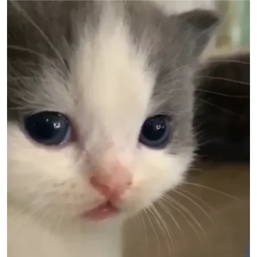 😾 Стикер «хехе» для Telegram