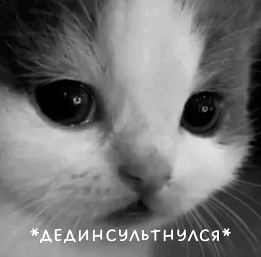 😿 Стикер «хехе» для Telegram