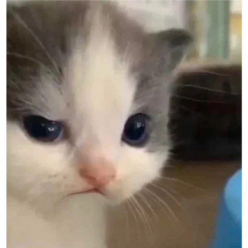 😾 Стикер «хехе» для Telegram