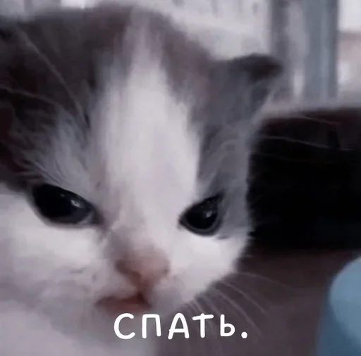 😾 Стикер «хехе» для Telegram