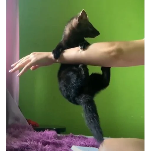 🤲 Стикер «*is hold*» для Telegram
