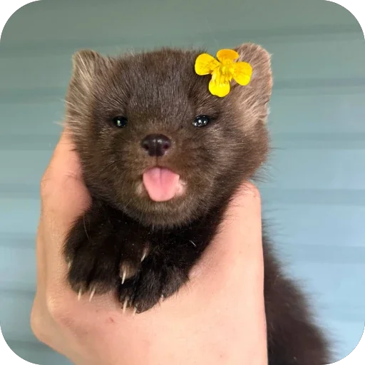 🤲 Стикер «*is hold*» для Telegram