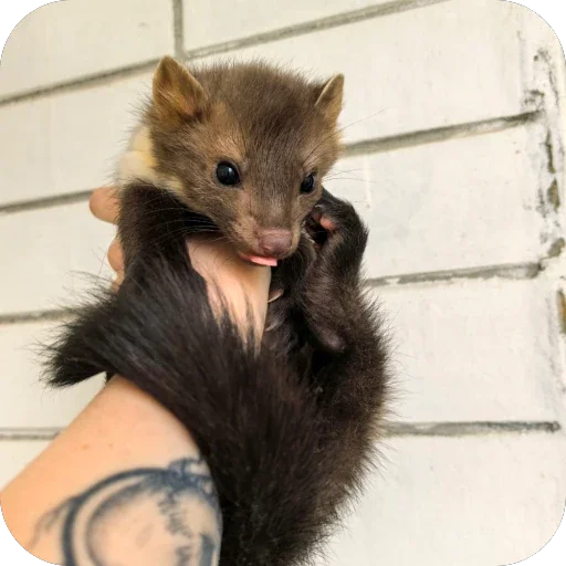 🤲 Стикер «*is hold*» для Telegram
