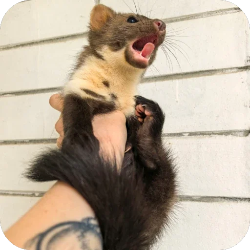 🤲 Стикер «*is hold*» для Telegram