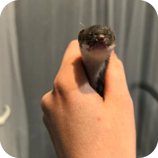 🤲 Стикер «*is hold*» для Telegram