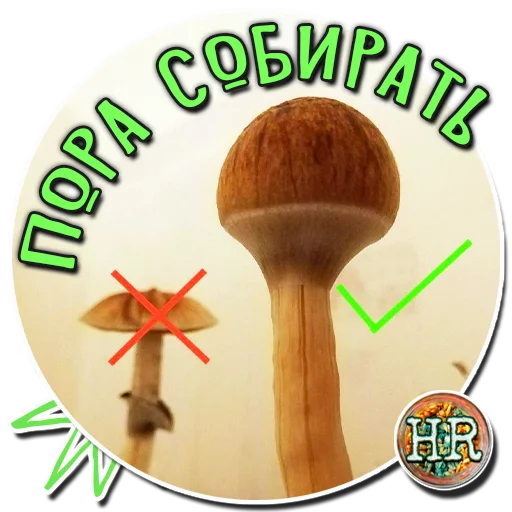 👌 Стикер «HempRoom?» для Telegram