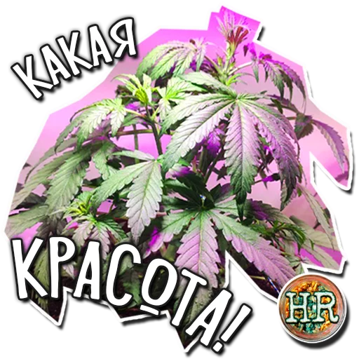 😍 Стикер «HempRoom?» для Telegram