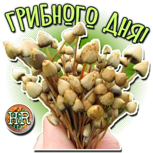 💚 Стикер «HempRoom?» для Telegram