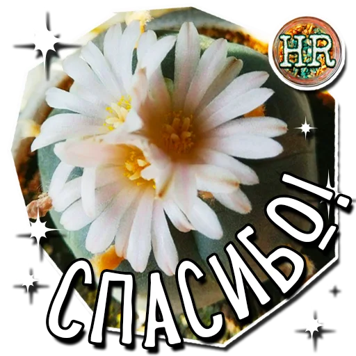😌 Стикер «HempRoom?» для Telegram