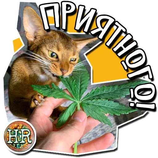 😉 Стикер «HempRoom?» для Telegram