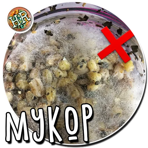 🦠 Стикер «HempRoom?» для Telegram