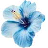 Стикер 44 Hibiscus Flower