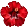Стикер 60 Hibiscus Flower