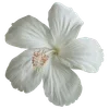 Стикер 29 Hibiscus Flower