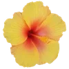 Стикер 26 Hibiscus Flower