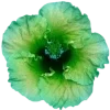 Стикер 18 Hibiscus Flower