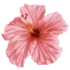 Стикер 41 Hibiscus Flower