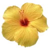 Стикер 57 Hibiscus Flower