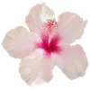 Стикер 2 Hibiscus Flower