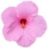 Стикер 56 Hibiscus Flower